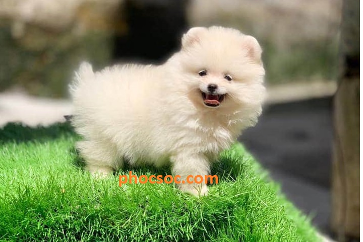 vPhốc sóc thuộc giống chó Pomeranian gọi tắt là Pom, được mệnh danh là giống chó nổi tiếng Nhất thế giới với hàng triệu lượt tìm kiếm trên 