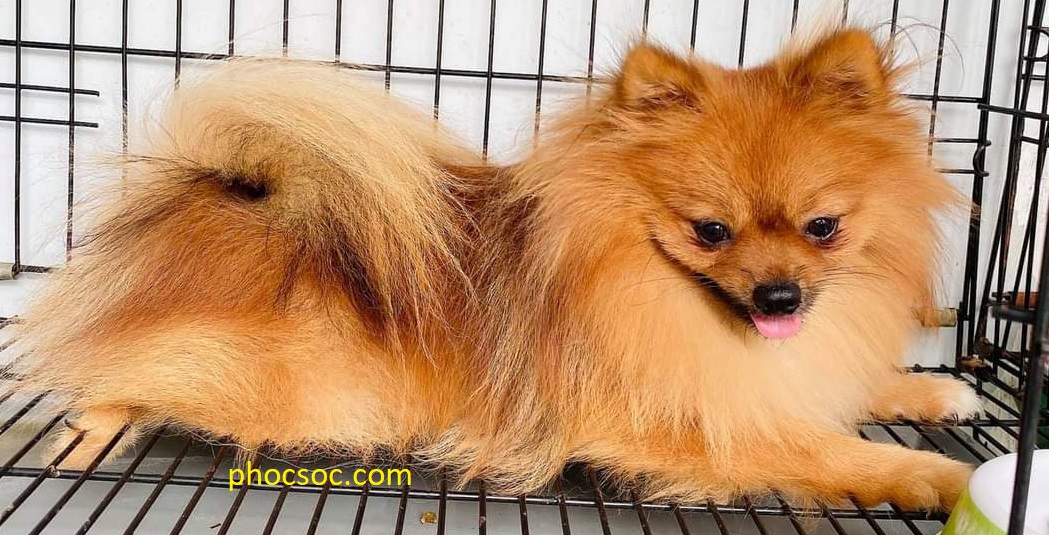 Chó Phốc sóc có những màu lông cơ bản nào Chó Phốc sóc có tên tiếng anh là chó Pomeranian (viết tắt chó Pom) là giống chó đến từ Châu Âu. Cái tên Pomeriana được bắt nguồn từ một